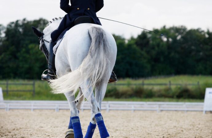 Murcia se prepara para el campeonato de España de Caballos Jóvenes de Doma Clásica