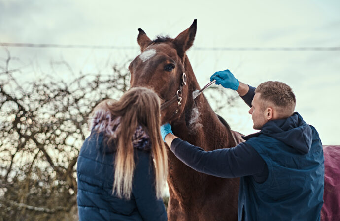 Consejos para la recuperación efectiva de los caballos después de una competencia