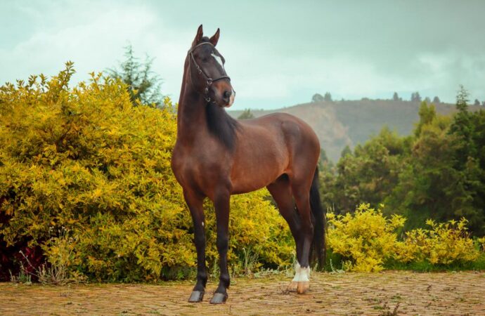 ¿Sabía que el 40% de los caballos de exhibición sufre de deshidratación severa?