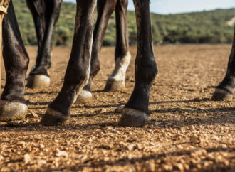 Cómo reducir la hinchazón en las patas de los caballos: Métodos efectivos y causas comunes