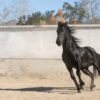 Tecnología natural para la piel equina: la innovación que está cambiando la forma de tratar heridas en caballos