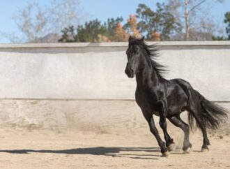 Tecnología natural para la piel equina: la innovación que está cambiando la forma de tratar heridas en caballos
