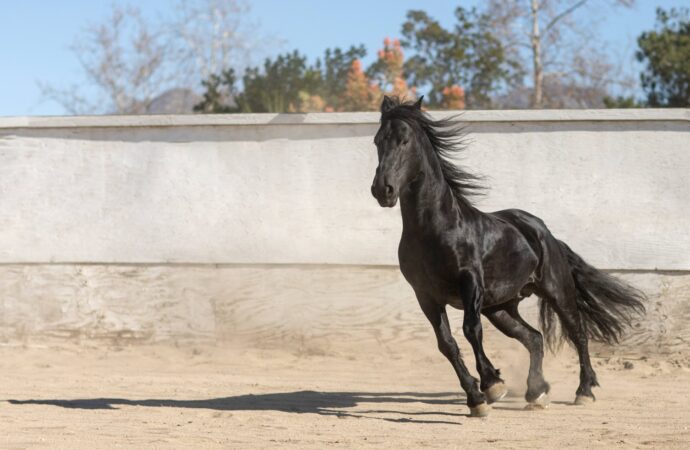 Tecnología natural para la piel equina: la innovación que está cambiando la forma de tratar heridas en caballos