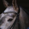 La nueva era del diseño anatómico llega a Colombia con Equestrian Essentials y SD®️